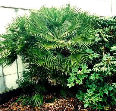 Chamaerops humilis (Žumara)