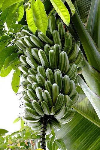 Musa x paradisiaca (Banana)