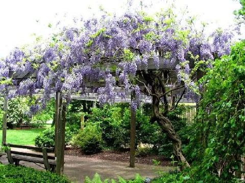 Wisteria floribunda (Glicinija)	