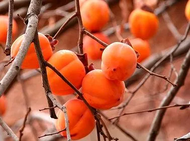 Dyospiros kaki (Kaki)