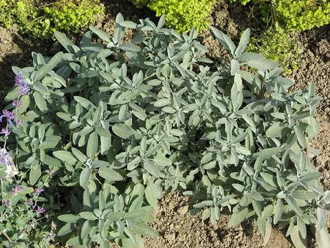 Salvia officinalis (Kadulja)