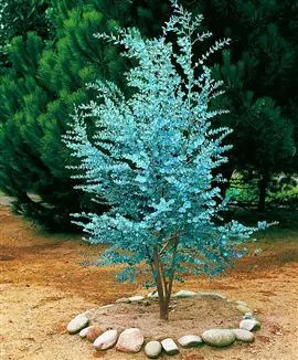 Eucalyptus gunnii (Eukaliptus)