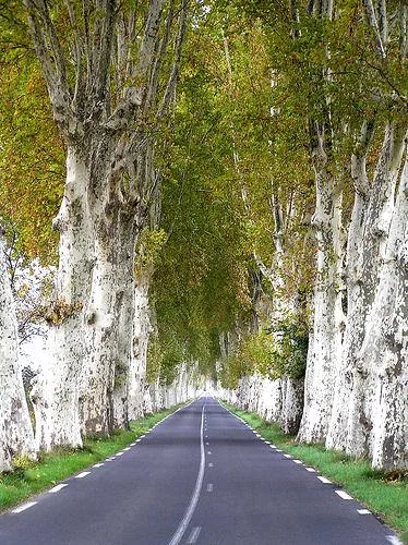 Platanus x acerifolia (Javorolisna platana)