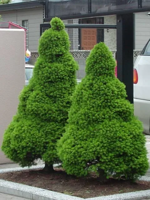 Picea albertiana "Conica" (Smreka)