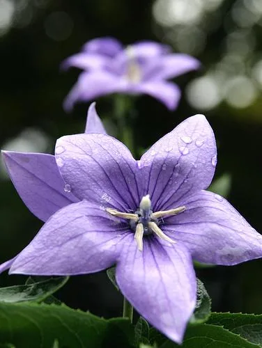 Campanula sp. (Zvončići)