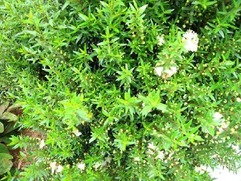 Myrtus communis (Mirta)