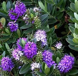 Hebe x andersoni (Veronika)