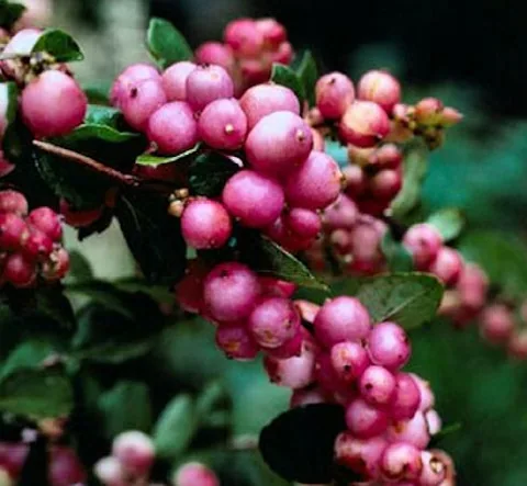 Symphoricarpos x doorenbosii (Biserak)