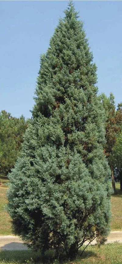 Cupressus arizonica (Arizonski čempres)