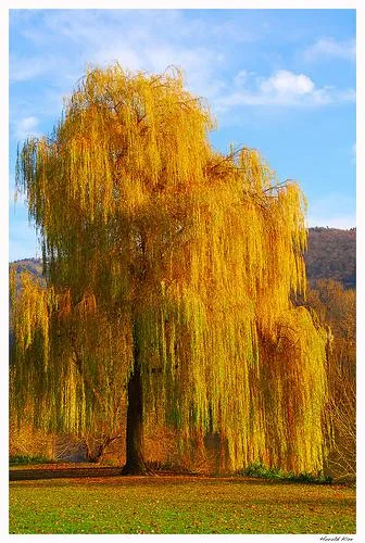 Salix babylonica (Žalosna vrba)	