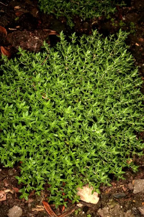 Thymus vulgaris (Timijan)